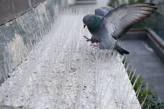 Rows of bird-deterrent spikes on an exterior ledge